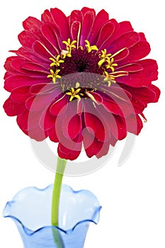 Red Zinnia Flower on white background