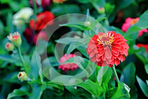 Red zinnia flowers on a background of green flower beds