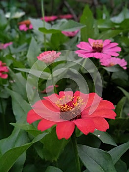 Red zinnia flowers originating from Mexico are spread throughout the world