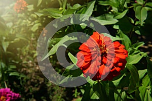 Red zinnia violacea Cav flower