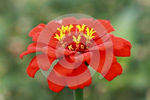 Red Zinnia with yellow crown