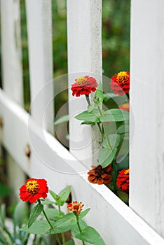 Red Zinnias and White Fence