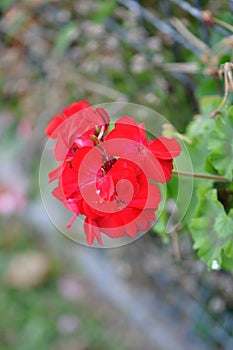 Red Zonal Geranium Flower