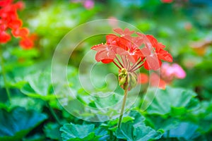 Red zonal geranium (Pelargonium zonale) flower with green leaves