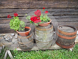 Red zonal geraniums in design. Pelargonium peltatum is species of pelargonium known by common names Pelargonium