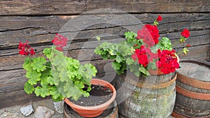 Red zonal geraniums in design. Pelargonium peltatum is species of pelargonium known by common names Pelargonium