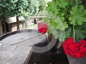 Red zonal geraniums in design. Pelargonium peltatum is species of pelargonium known by common names Pelargonium