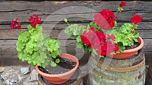 Red zonal geraniums in design. Pelargonium peltatum is species of pelargonium known by common names Pelargonium