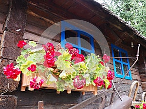 Red zonal geraniums in design. Pelargonium peltatum is species of pelargonium known by common names Pelargonium