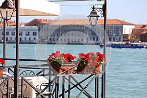 Red zonal pelargonium in Venice, Italy