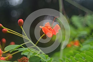 red zoomed flower in the jungle botanical garden photo