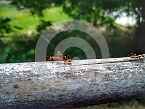 Ant