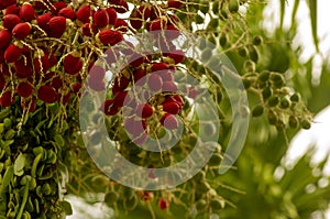 RedAreca nut palm, Betel Nuts, Betel palm (Areca catechu) hanging on its tree