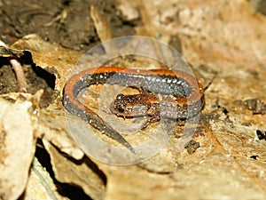 Redback Salamander (Plethodon cinereus)