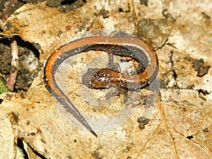 Redback Salamander (Plethodon cinereus) photo