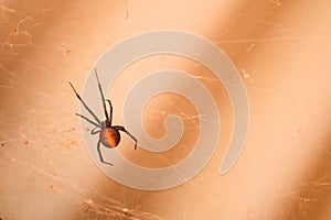 Redback spider Australia