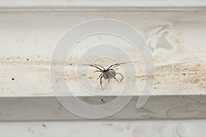 Redback Spider - Australia