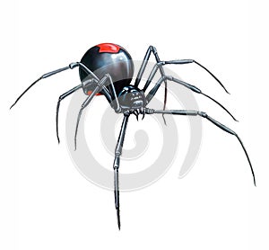 The redback spider, Australian black widow Latrodectus hasselti