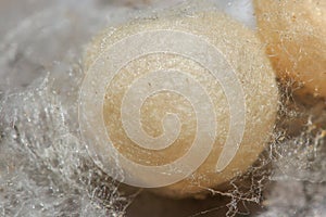 A redback spider egg sac in silken web