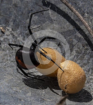 redback spider with eggs