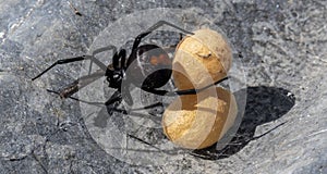 redback spider with eggs