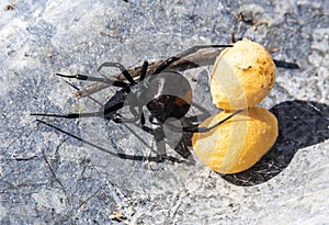 redback spider with eggs