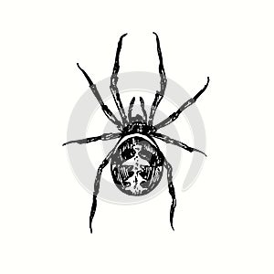 The redback spider (Latrodectus hasselti, Australian black widow). Ink black and white doodle drawing