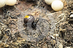 Redback spider or Latrodectus hasselti, , chalakewadi maharashtra