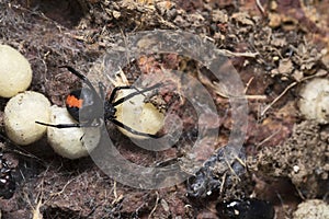 Redback Spider or Latrodectus hasseltii, Satara