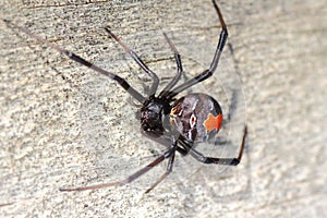 Australian Redback spider on wooden panel, macro image photo