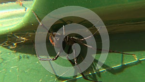 Redback spider on the underside of a chair