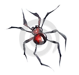 Redback watercolor Spider isolated on a white background, Australian Black Widow, closeup macro detail of deadly venomous spider