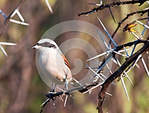 Redbacked shrike