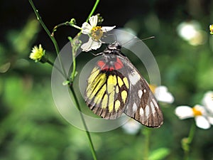 Redbase Jezebel butterfly Delias pasithoe photo