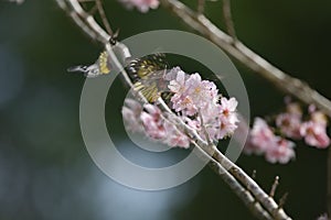 Sakura flower redbase jezebel butterfly photo