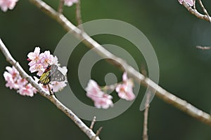 Sakura flower redbase jezebel butterfly photo