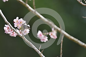 Sakura flower redbase jezebel butterfly photo