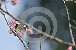 Sakura flower redbase jezebel butterfly photo