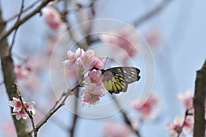 Sakura flower redbase jezebel butterfly photo