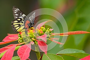 Redbase Jezebel butterfly in Taiwan photo