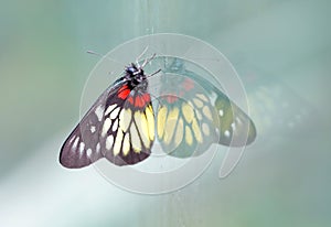 a redbase Jezebel is is a medium-sized butterfly of the family Pieridae, stick on the glass