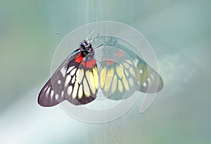 a redbase Jezebel is is a medium-sized butterfly of the family Pieridae, stick on the glass photo