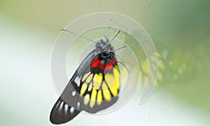 a redbase Jezebel is is a medium-sized butterfly of the family Pieridae, stick on the glass photo