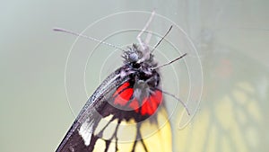 a redbase Jezebel is is a medium-sized butterfly of the family Pieridae, stick on the glass photo