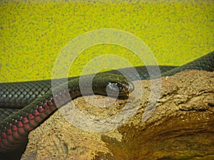 Redbelly or common black snake crawls on a rock