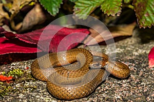 Redbelly Snake - Storeria occipitomaculata