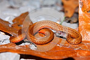 Redbelly Snake (Storeria occipitomaculata)