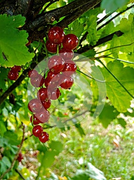 Redberries