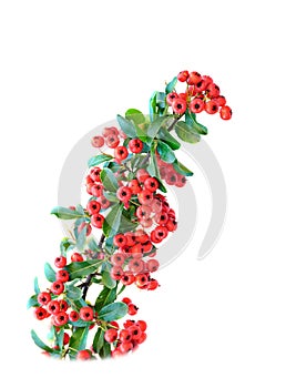 Redberries, Rowan branch isolated on white background