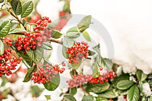 redberries in snow